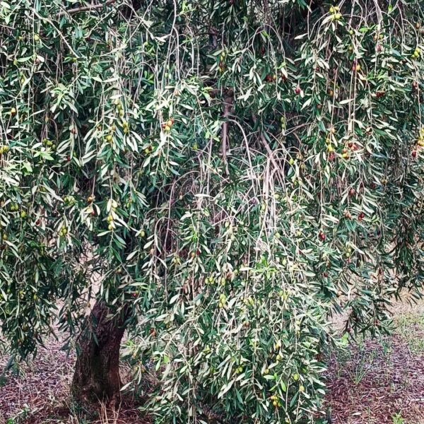 olive tree