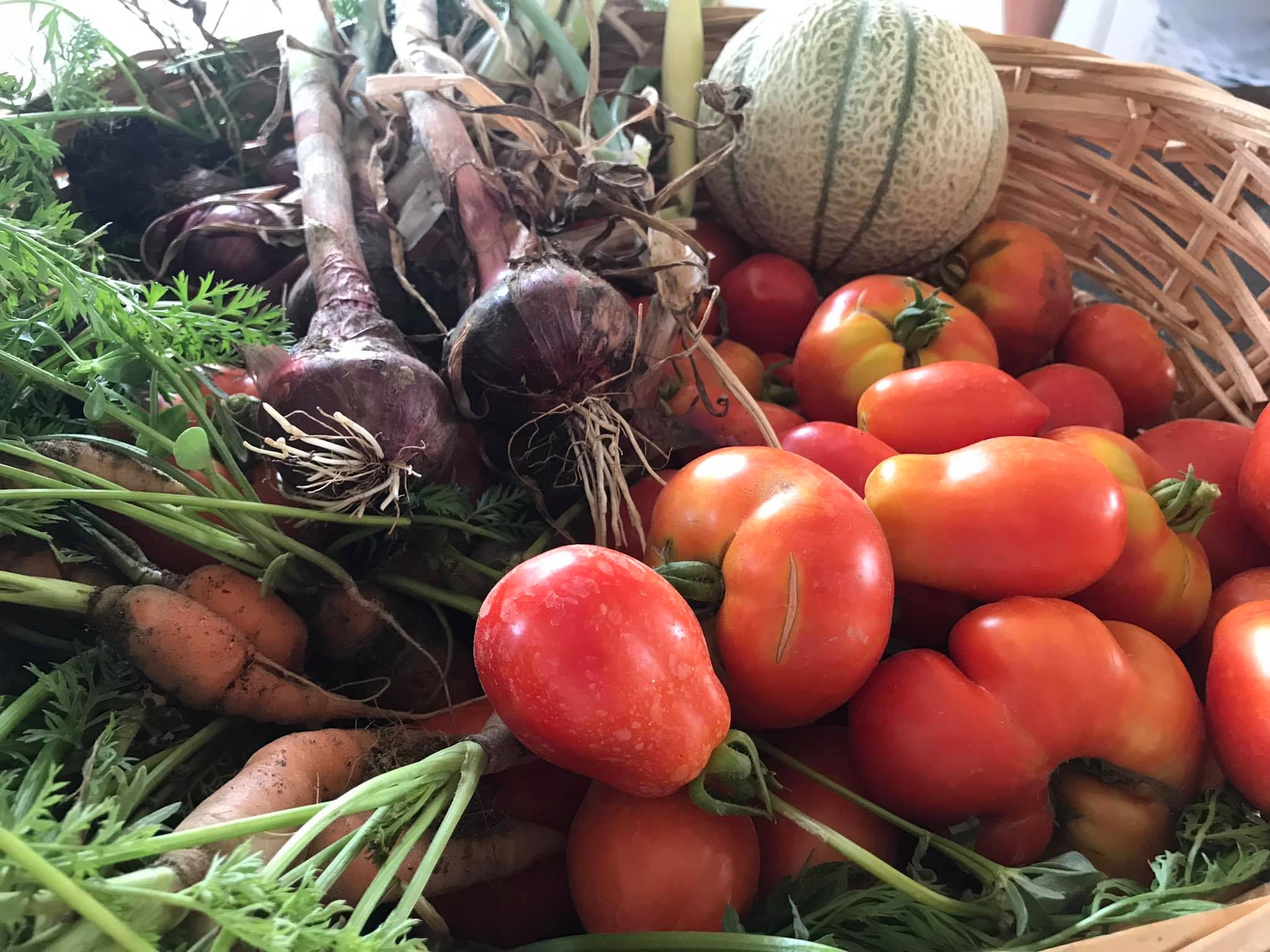 organic vegetables picked today