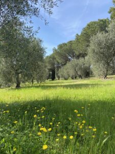 pruning olive trees