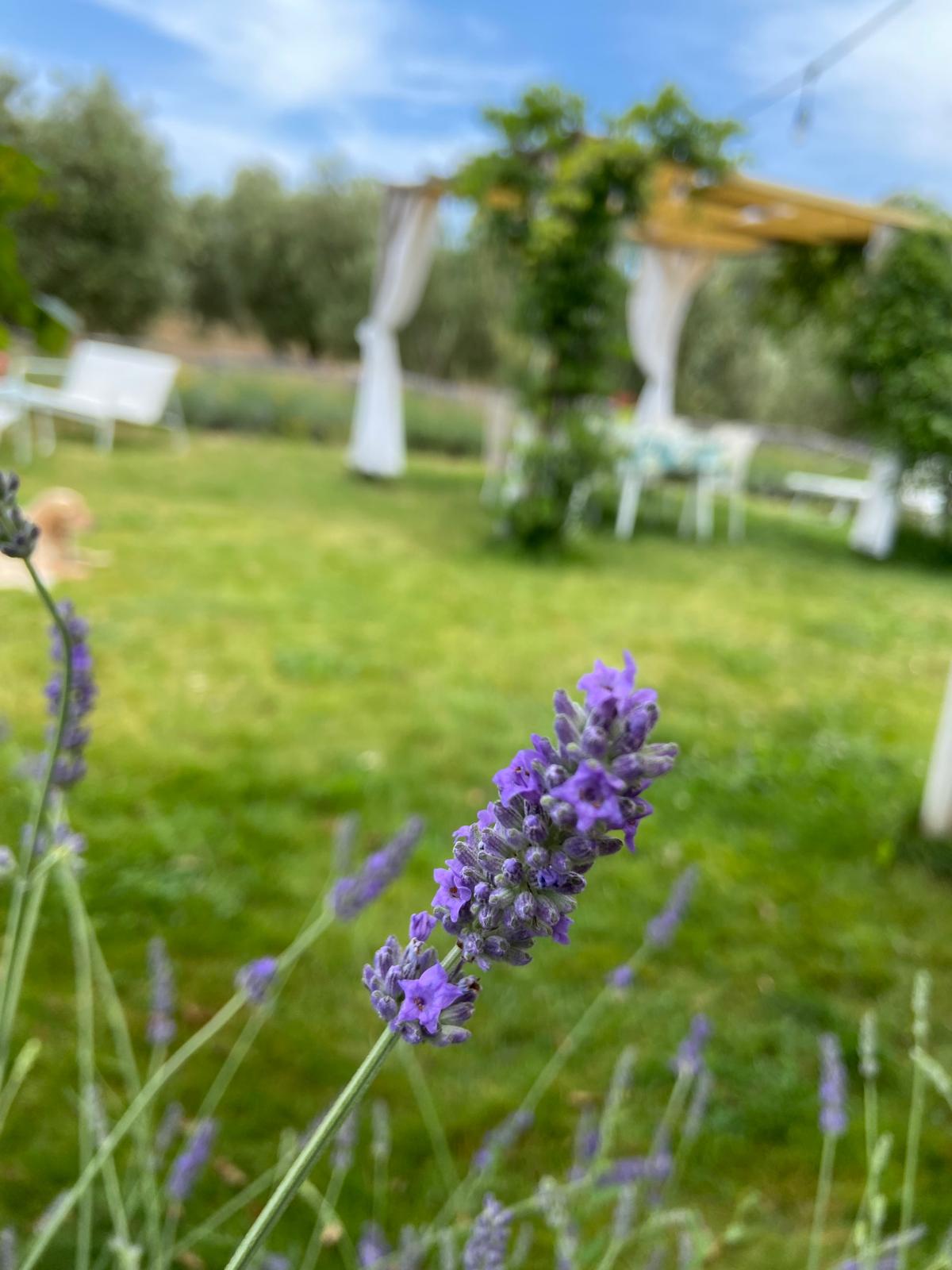 lavender cottage maremma scansano agriturismo