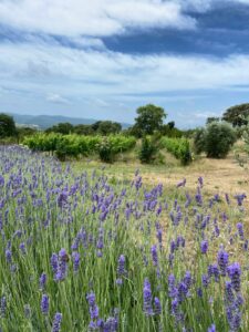 Maremma