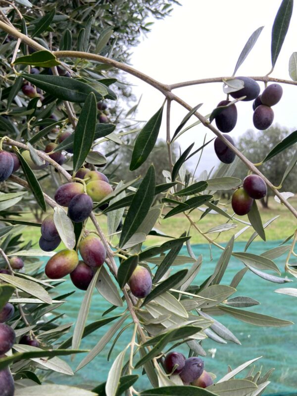 olive harvest