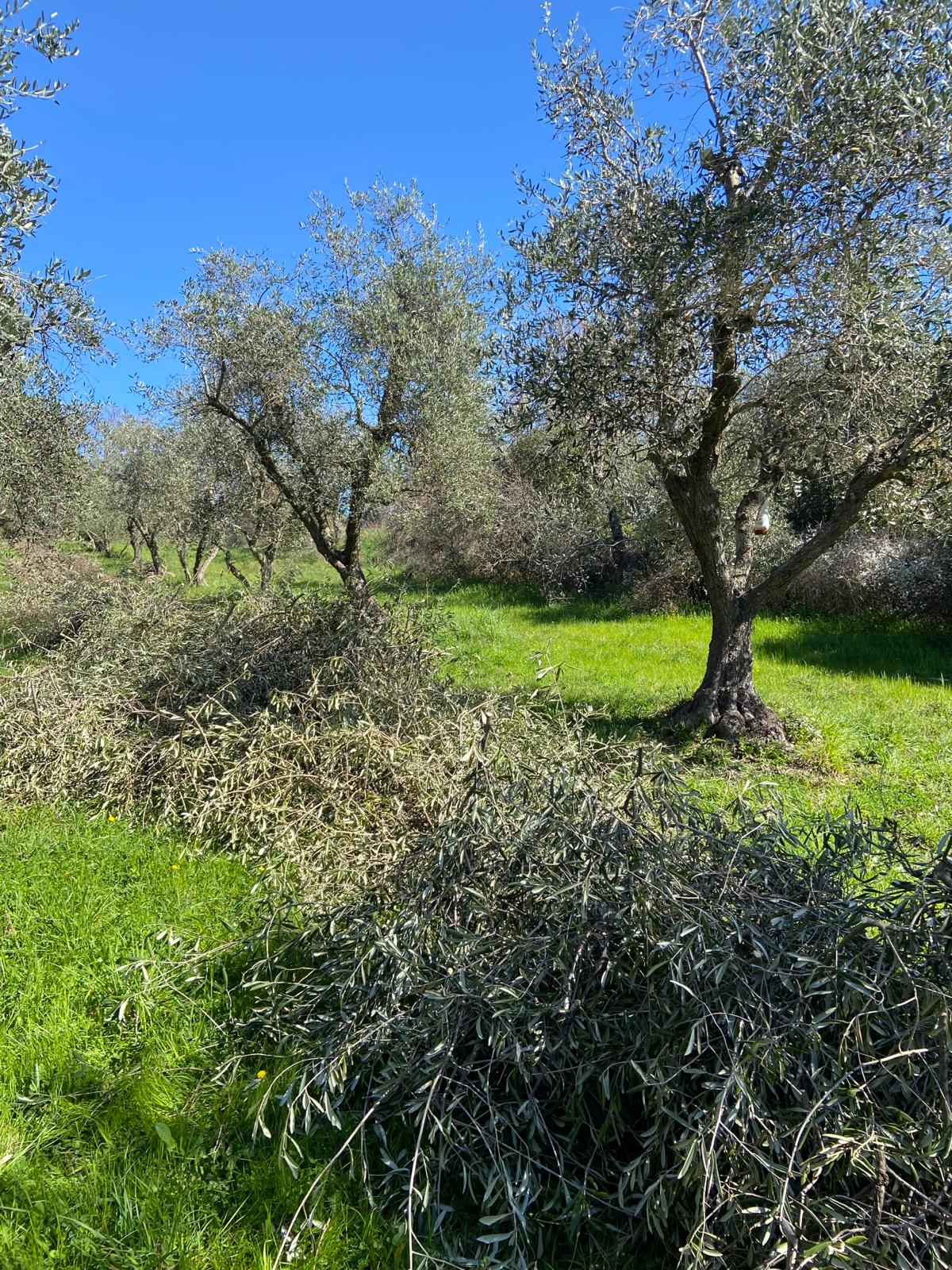 olive tree pruning