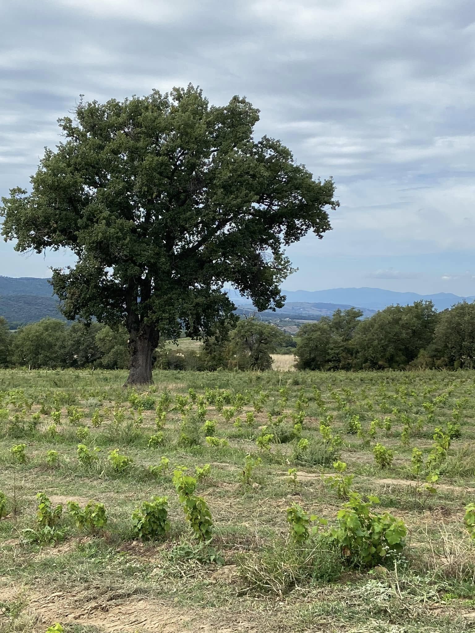 Trees of Tuscany