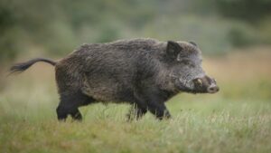 Tuscan Wild Boar